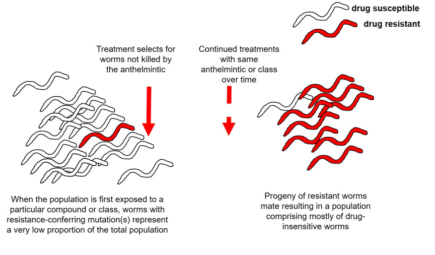 Representation of selection for anthelmintic resistance