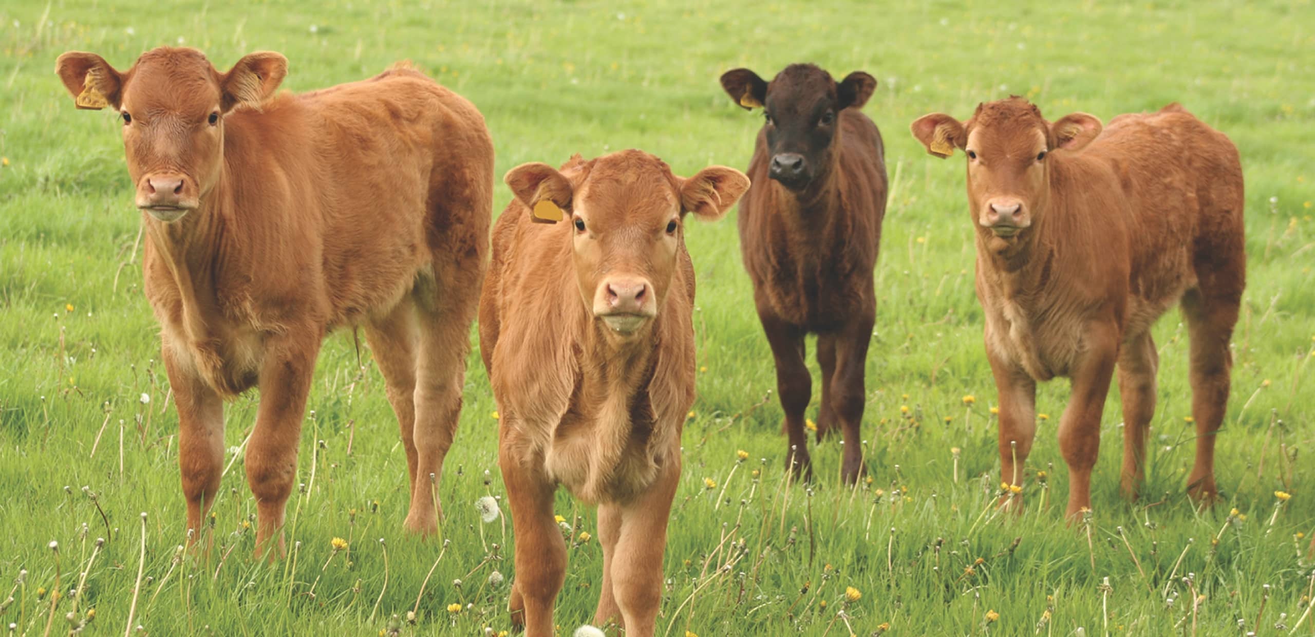 Controlling Roundworms in Beef Cattle Helps Protect Profits